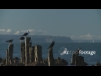Sea Birds Fly OFFSPEED 1711